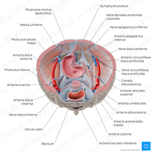 Superior view of the female pelvis: Organs and vessels (Latin)