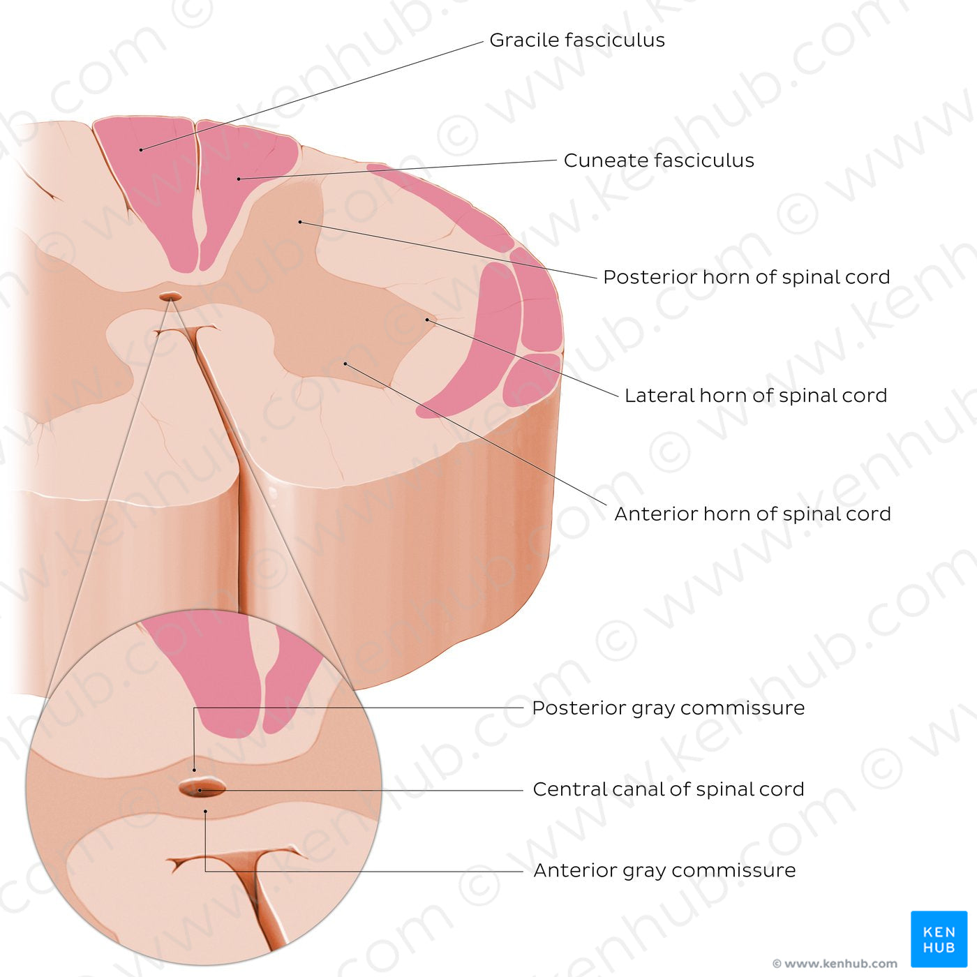 Spinal cord: Cross section (Internal morphology) (English)