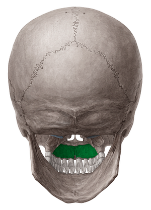 Palatine process of maxilla (#8234)