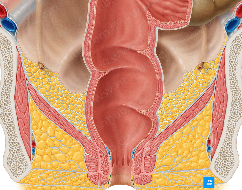 External rectal venous plexus (#8067)