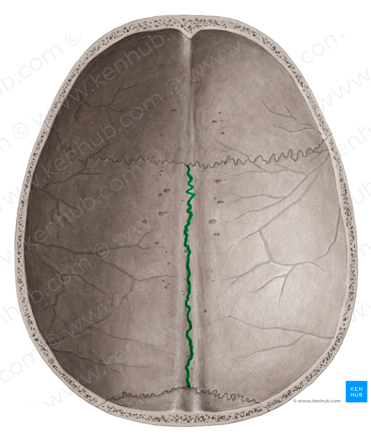 Sagittal suture (#9378)