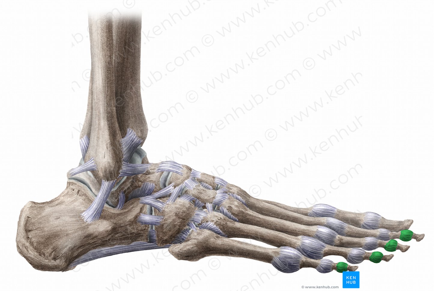 Articular capsules of distal interphalangeal joints (#11474)