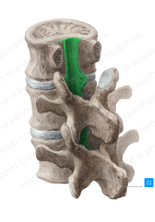 Posterior longitudinal ligament (#4572)