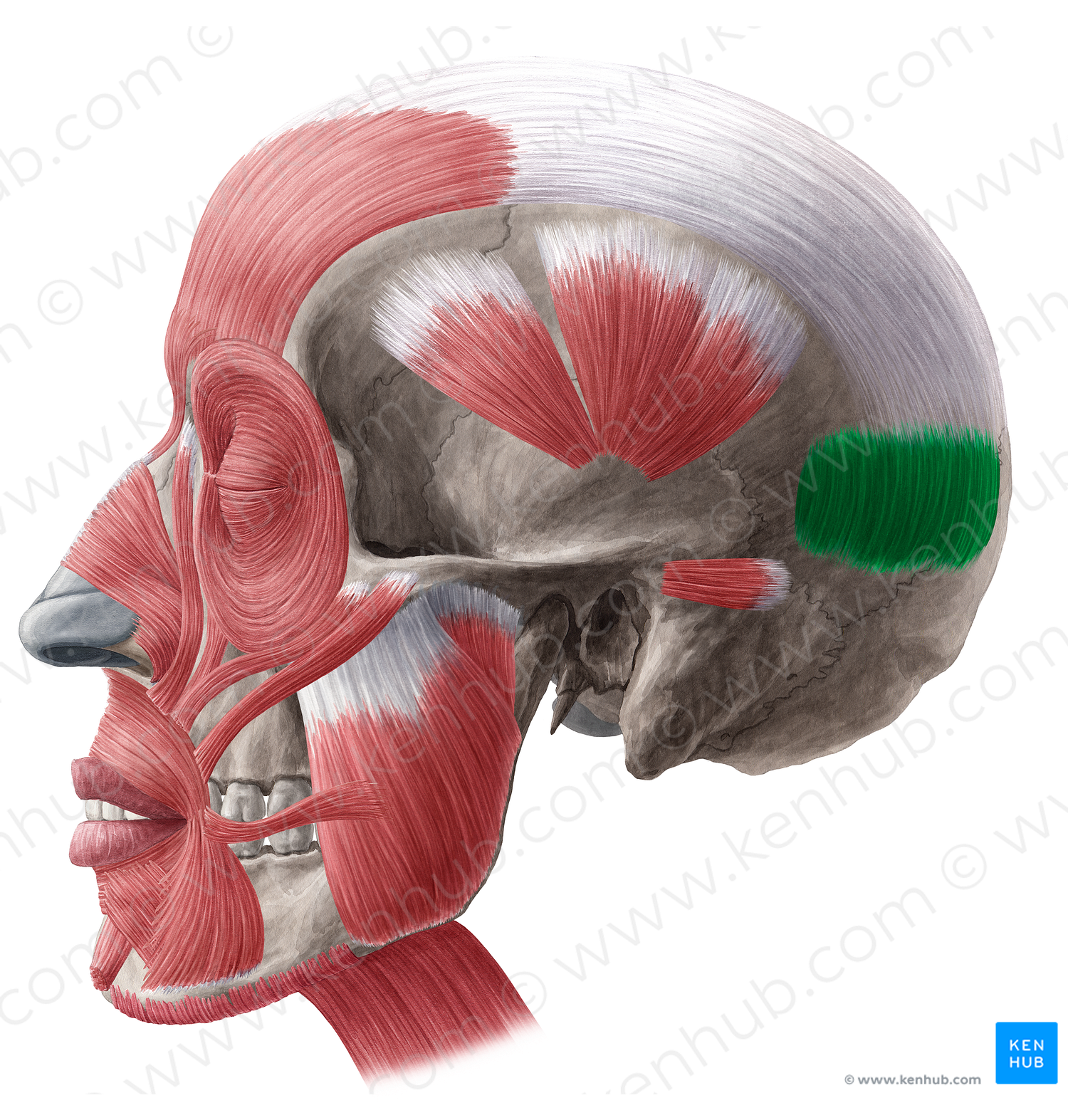 Occipitalis muscle (#18996)