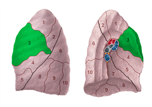 Anterior segment of left lung (#20699)
