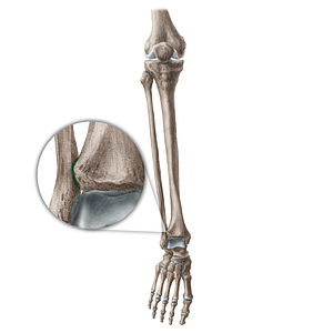 Inferior tibiofibular joint (#20442)