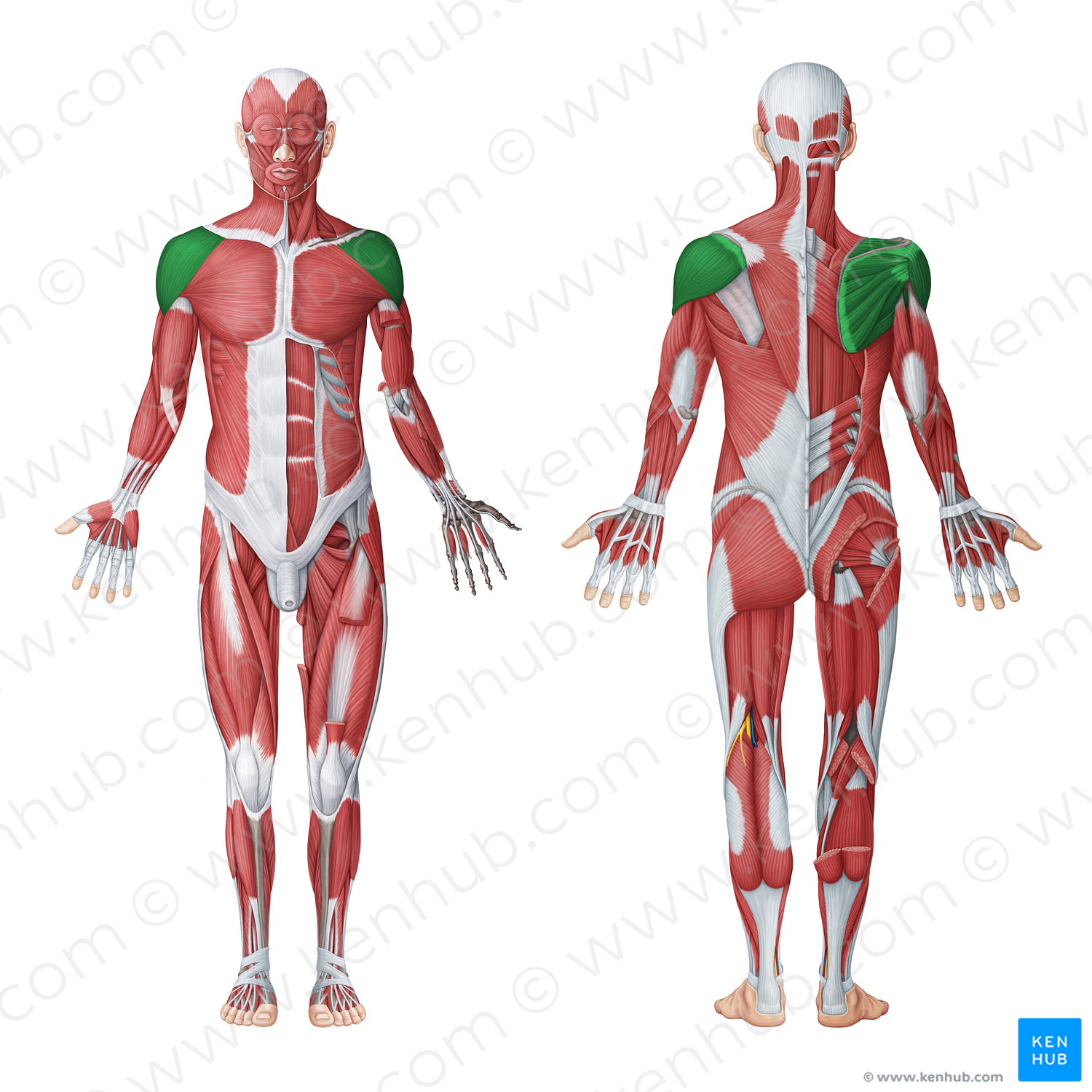 Scapulohumeral muscles (#20048)