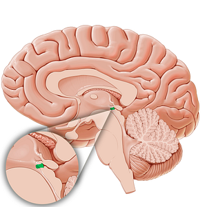 Subcommissural organ (#15820)