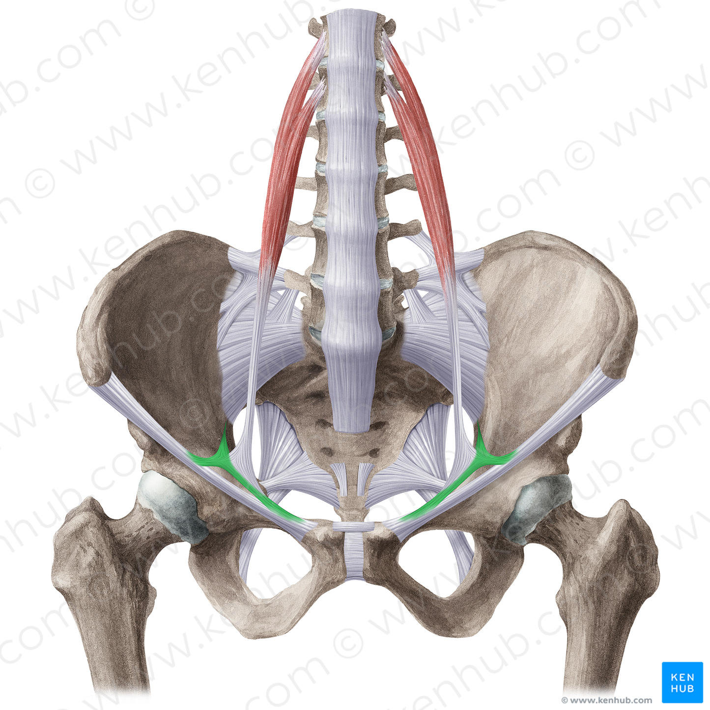 Iliopectineal arch (#21502)