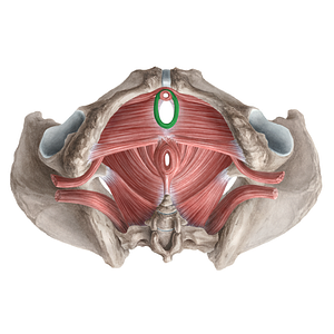 Sphincter urethrovaginalis (#21256)