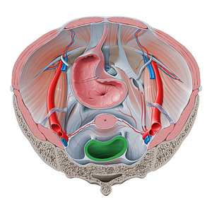 Rectum (#8875)