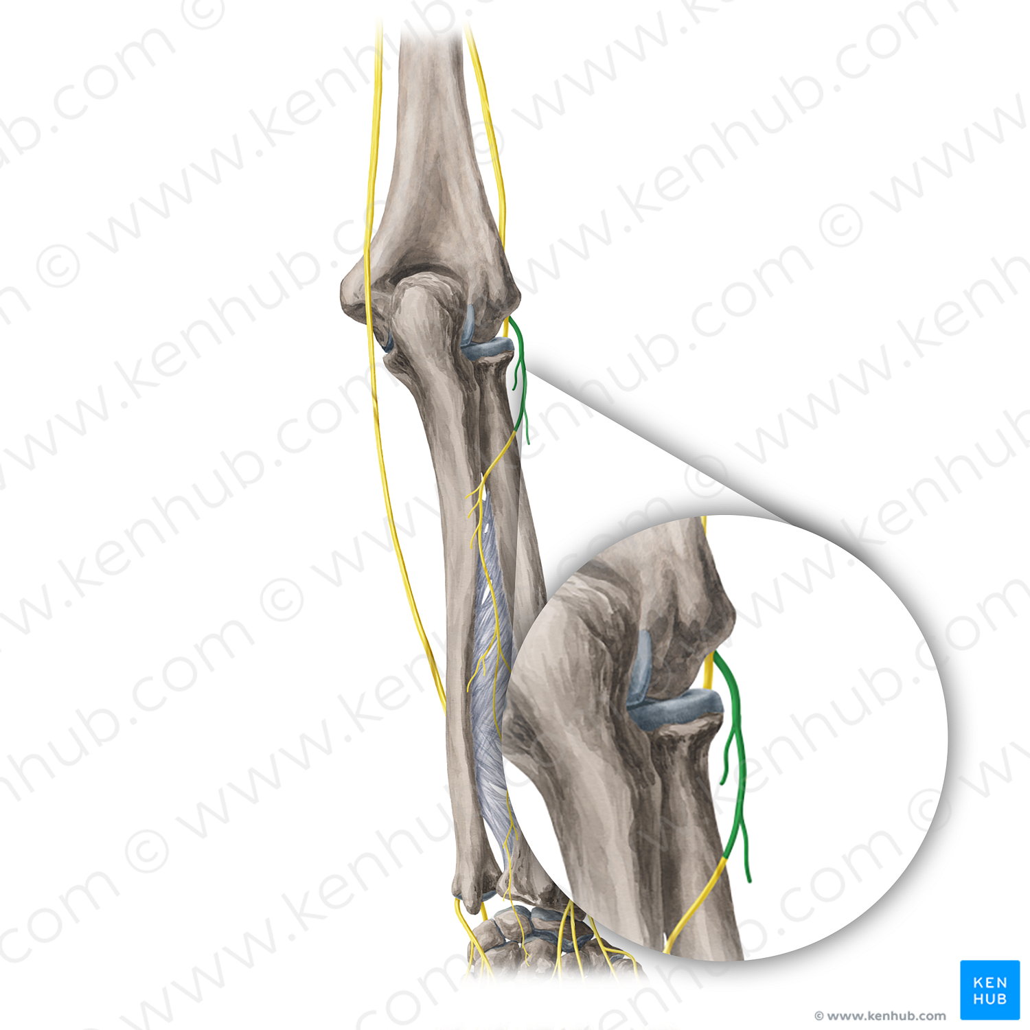 Deep branch of radial nerve (#20359)