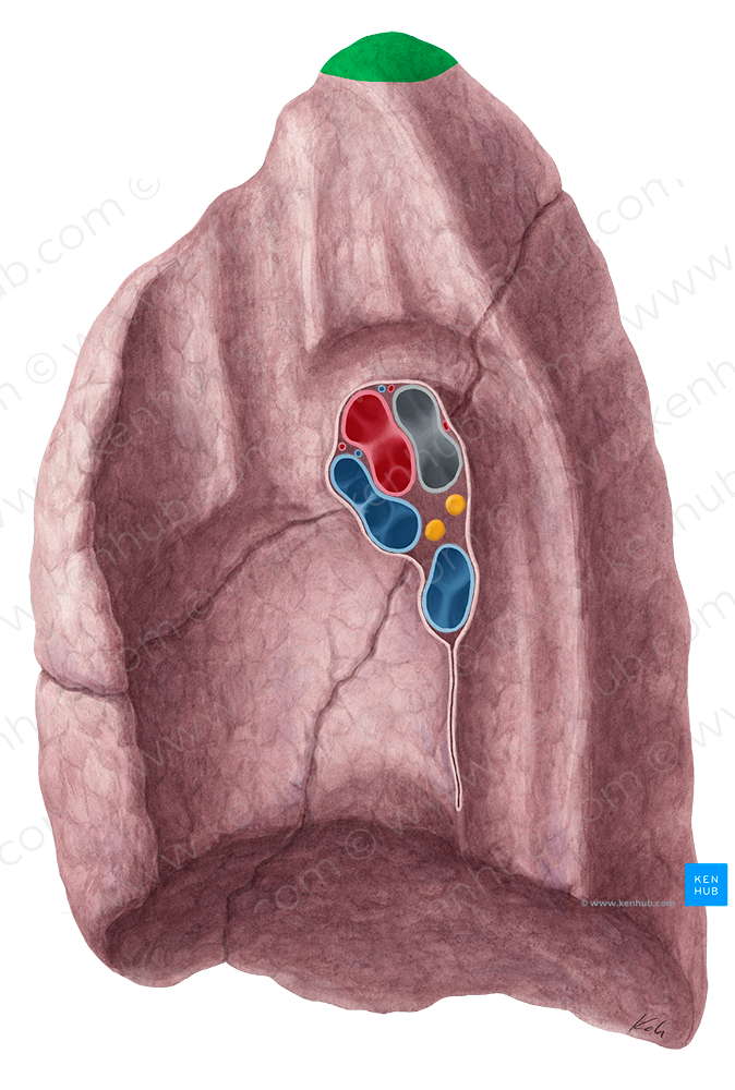 Apex of right lung (#768)