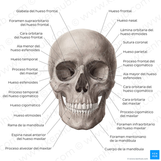 Anterior view of the skull (Spanish)