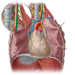 Left internal jugular vein (#10378)