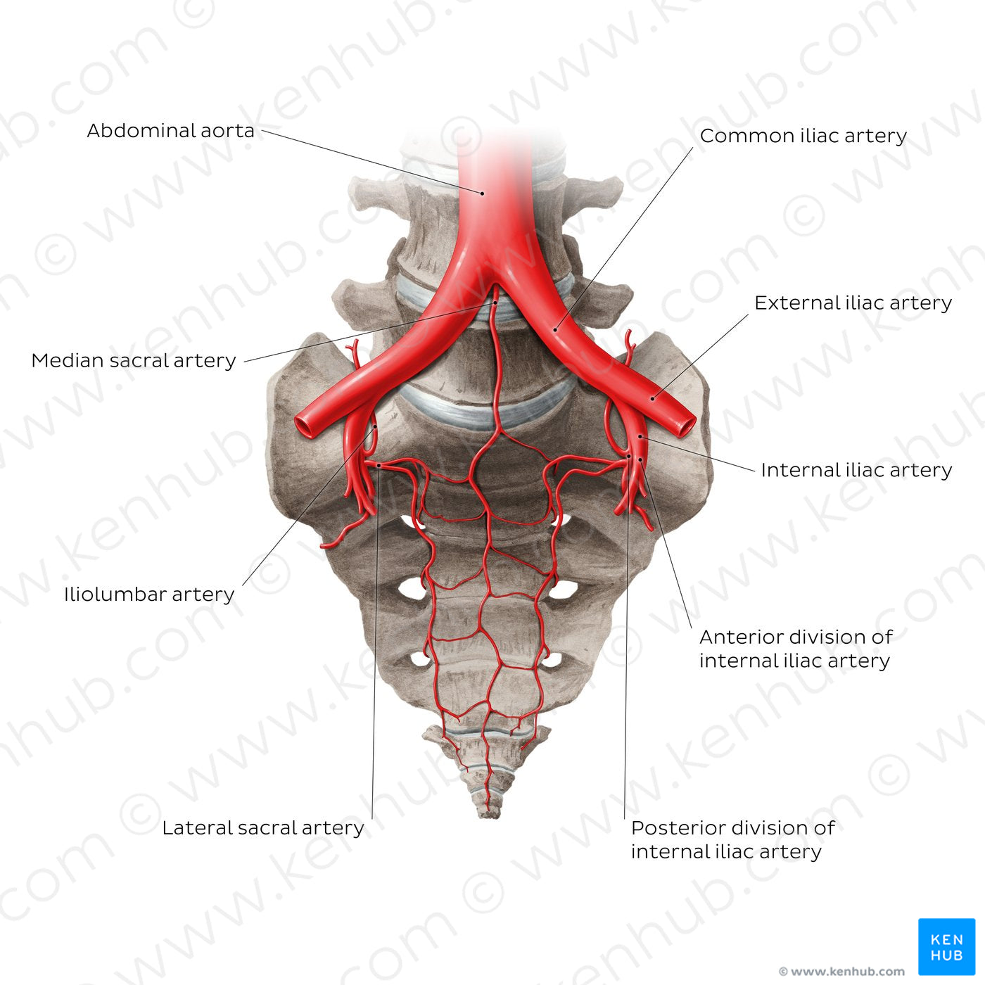 Arteries of the sacrum (English)