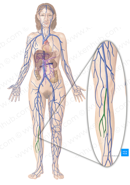 Small saphenous vein (#10573)