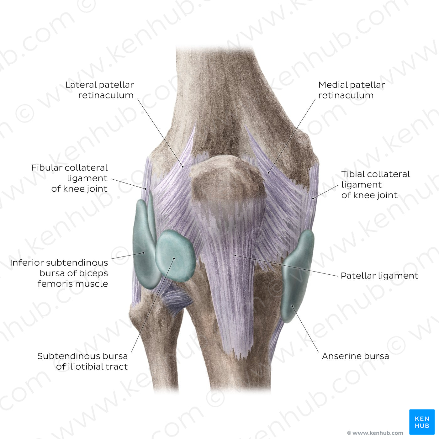 Knee joint: Bursae and extracapsular ligaments (anterior view) (English)