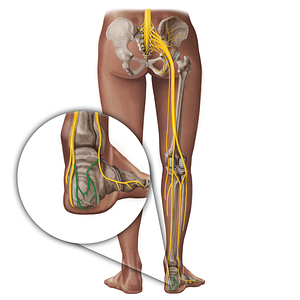 Calcaneal nerves (#19365)