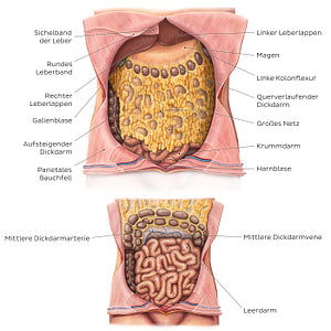 Greater omentum (German)