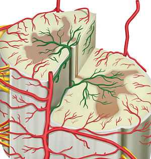 Sulcal arteries (#1217)