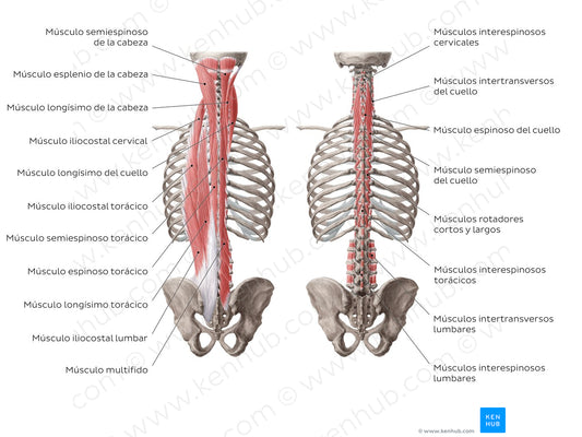 Deep muscles of the back (Spanish)