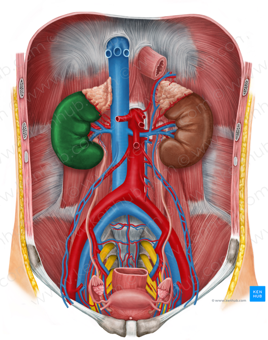 Right kidney (#8897)