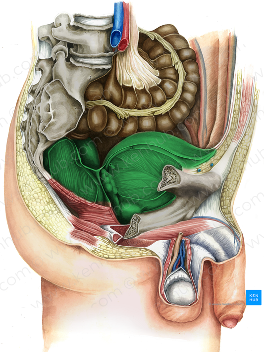 Pelvic viscera (#18544)