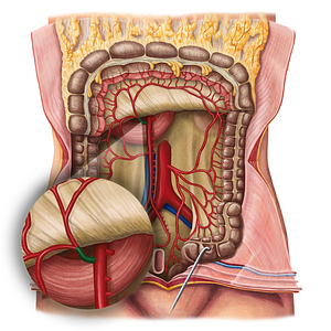 Middle colic artery (#1058)