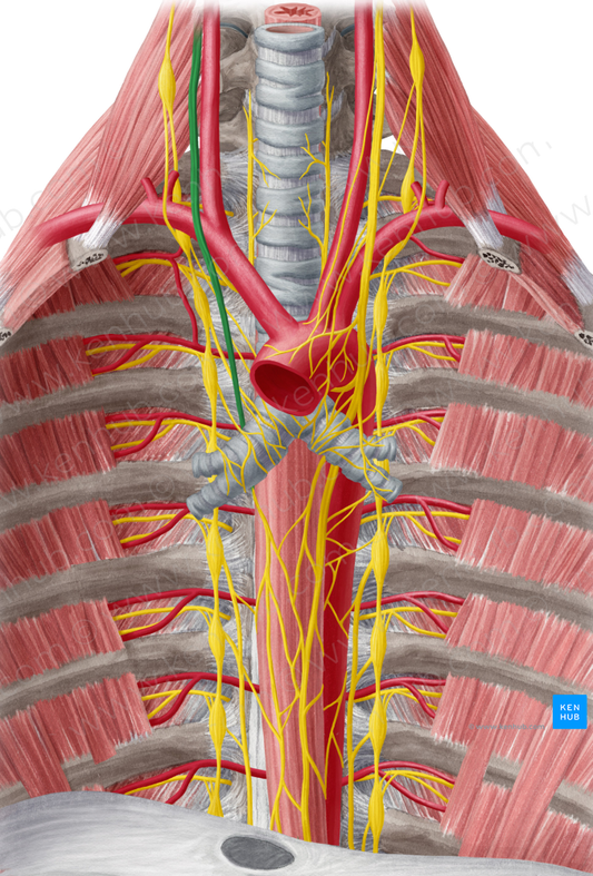 Right vagus nerve (#6884)