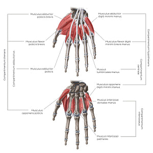 Muscles of the hand: Groups (Latin)