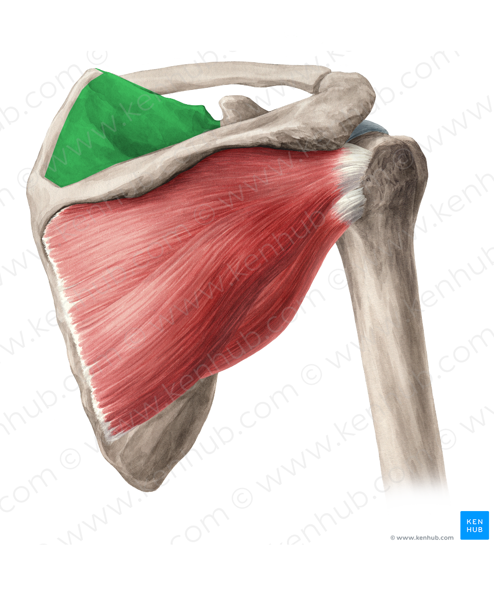 Supraspinous fossa of scapula (#3895) – Kenhub Image License Store