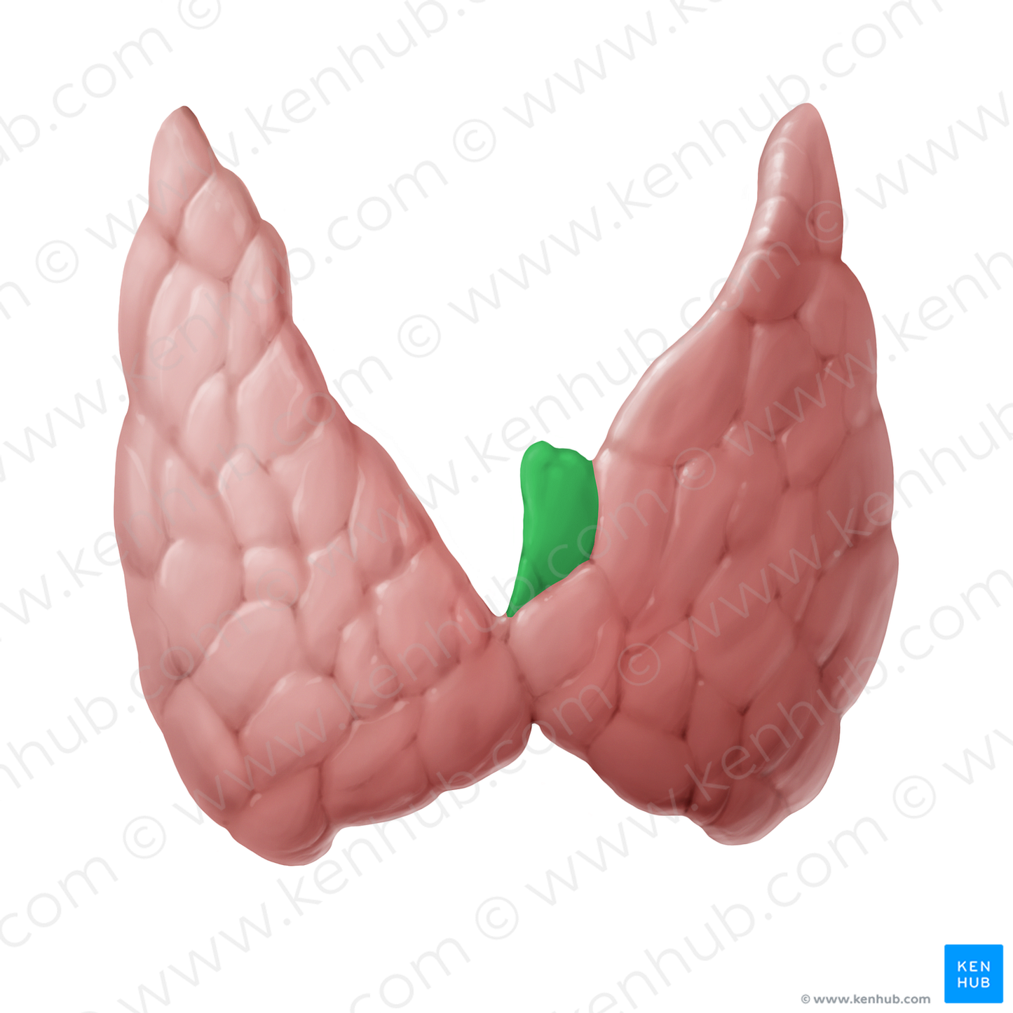 Pyramidal lobe of thyroid gland (#14113)