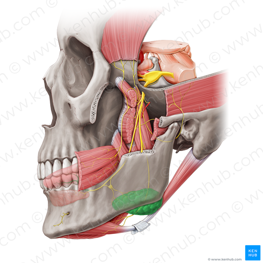 Submandibular gland (#20473)