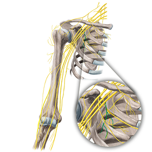 Medial pectoral nerve (#21668)
