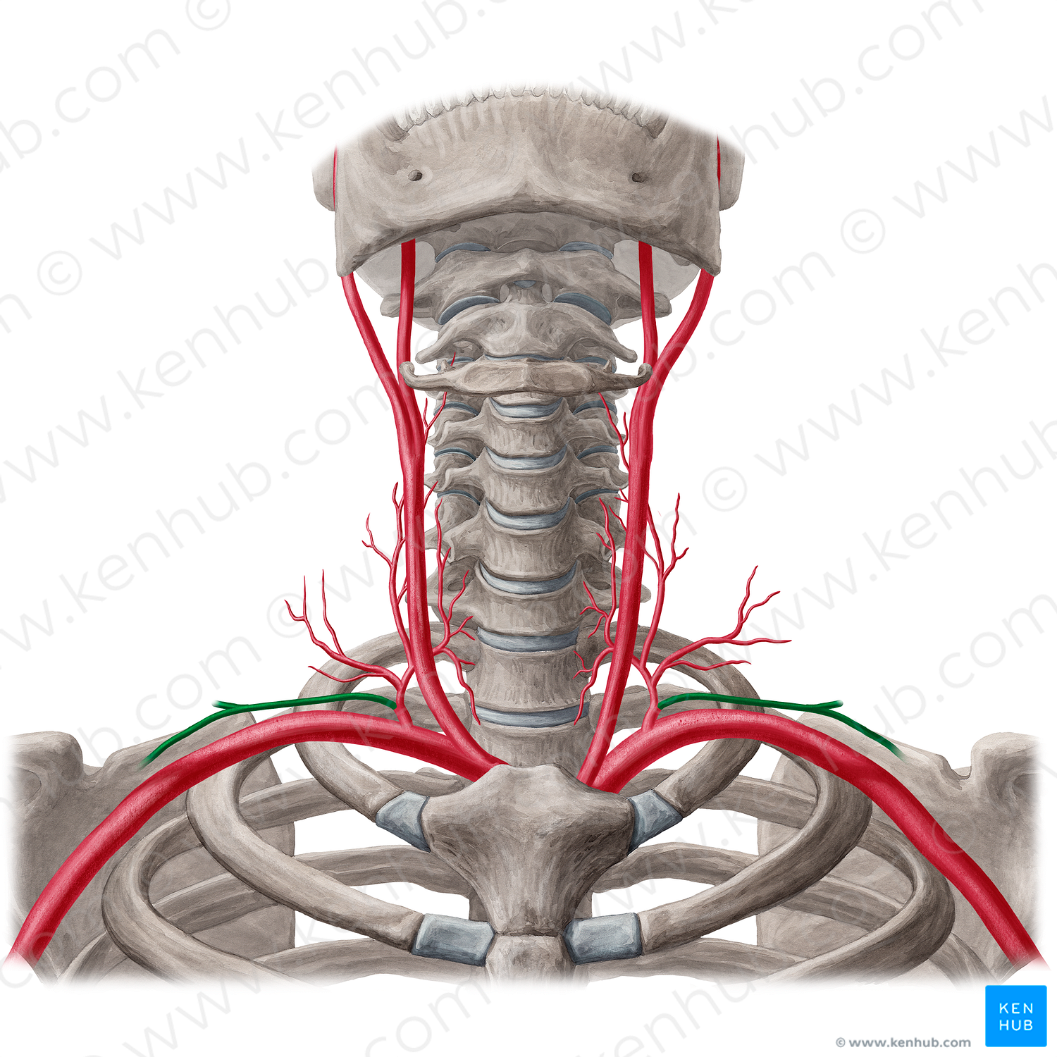 Suprascapular artery (#1875)