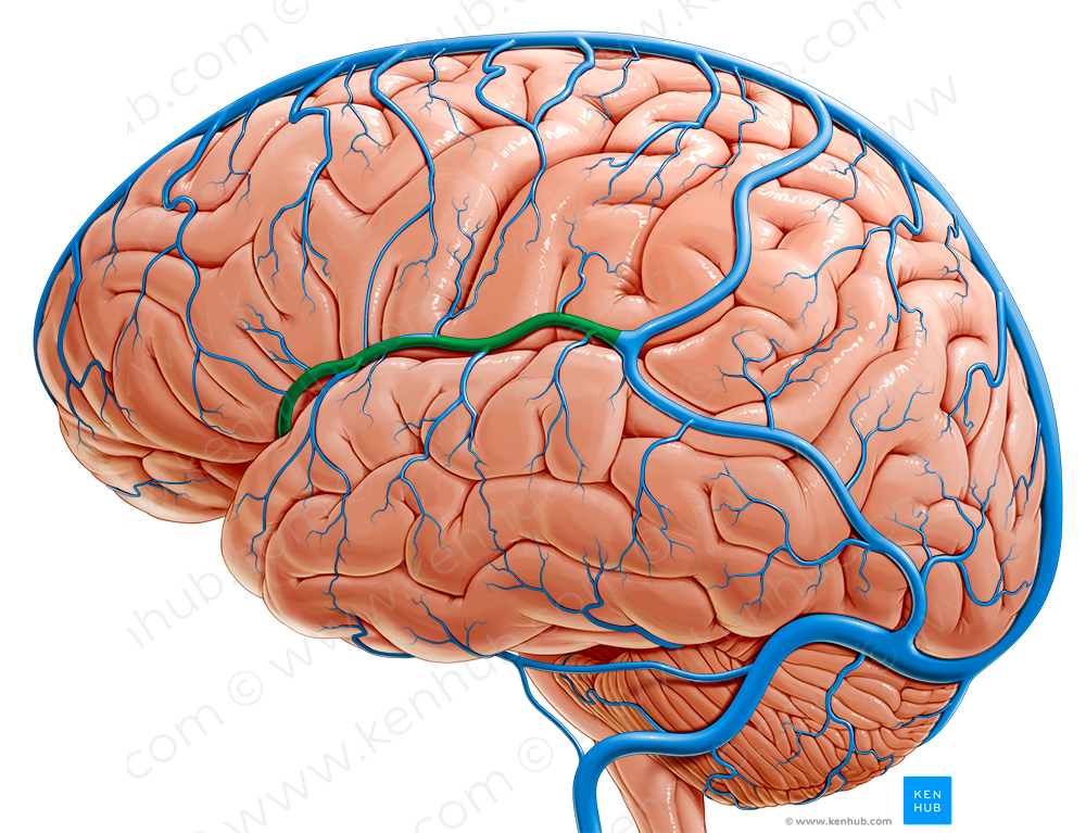 Superficial middle cerebral vein (#10400)