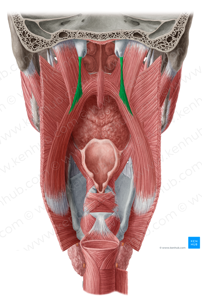 Salpingopharyngeus muscle (#5889)