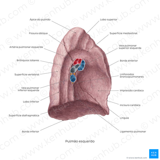 Medial view of the left lung (Portuguese)