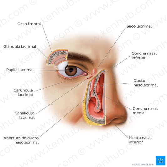 Lacrimal apparatus (Portuguese)