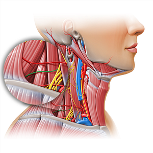 Suprascapular nerve (#11153)