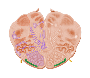 Arcuate nucleus of medulla oblongata (#7171)