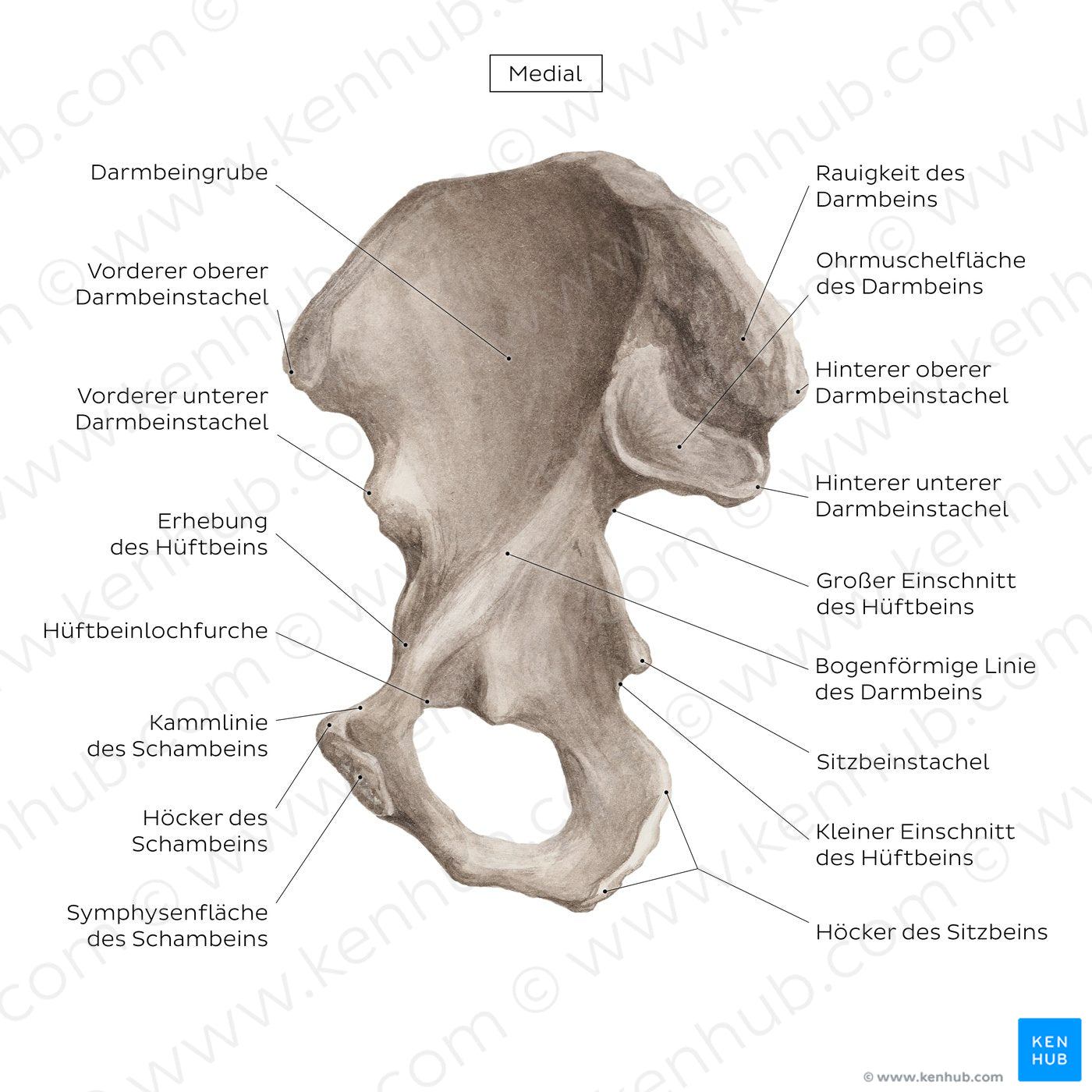 Hip bone (medial view) (German)