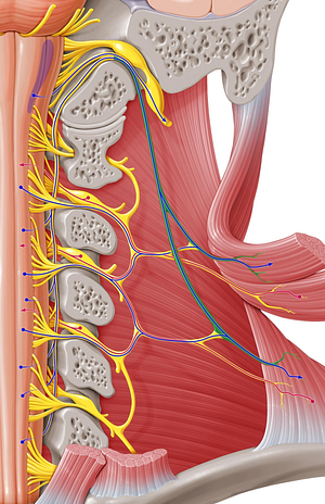 Accessory nerve (#6296)