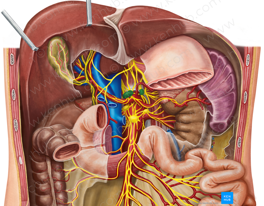 Celiac ganglia (#3947) – Kenhub Image License Store