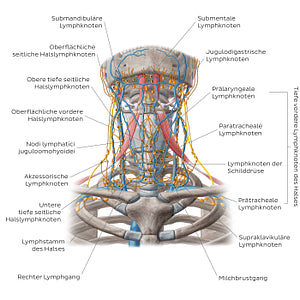 Lymphatics of the head and neck (Anterior) (German)