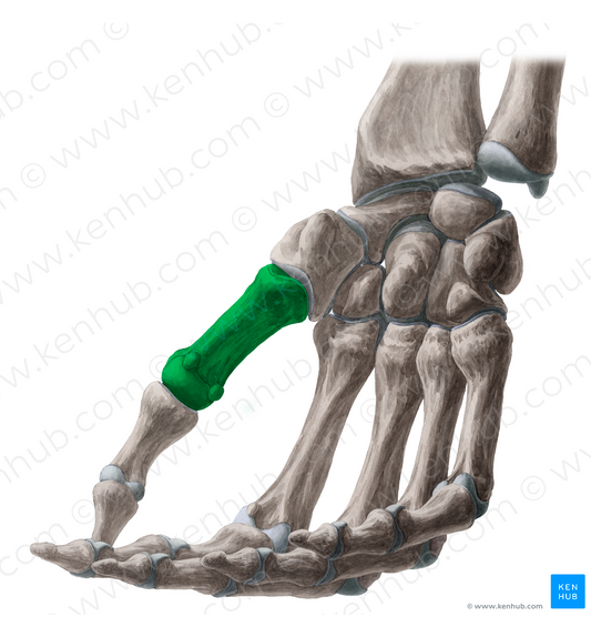 1st metacarpal bone (#7412)