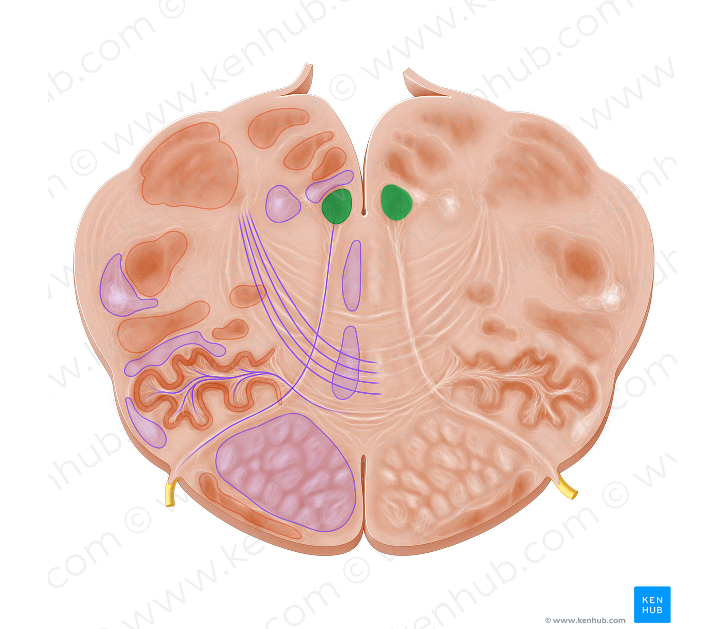 Nucleus of hypoglossal nerve (#7225)