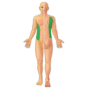 Lateral cutaneous branches of intercostal and subcostal nerves (#21947)