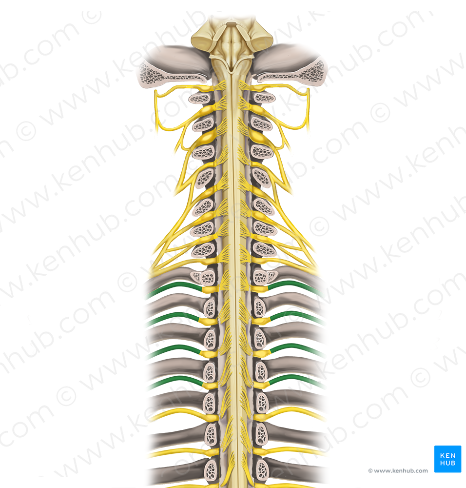 1st-4th intercostal nerves (#6246)